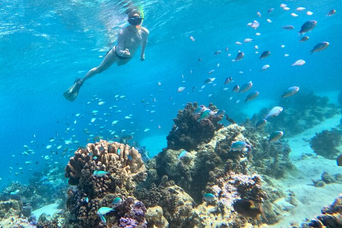 Lagoon and Wildlife Discovery on a Private Boat in Moorea - GoPro photography without the camera hassle