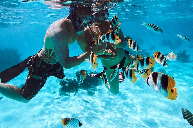 Lagoon and Wildlife Discovery on a Private Boat in Moorea - Dolphins and the luck of the lagoon