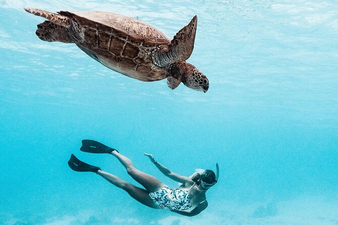Lagoon and Wildlife Discovery on a Private Boat in Moorea - Meeting sharks and rays at the shallow sandbank