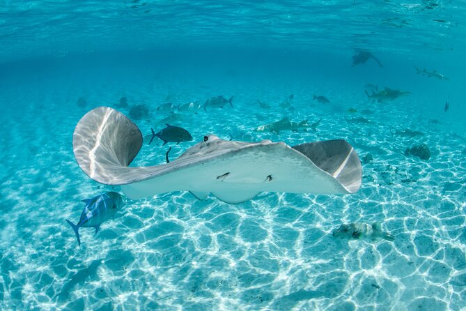 Lagoon Exploration and Snorkeling in Moorea - Key points to know before booking