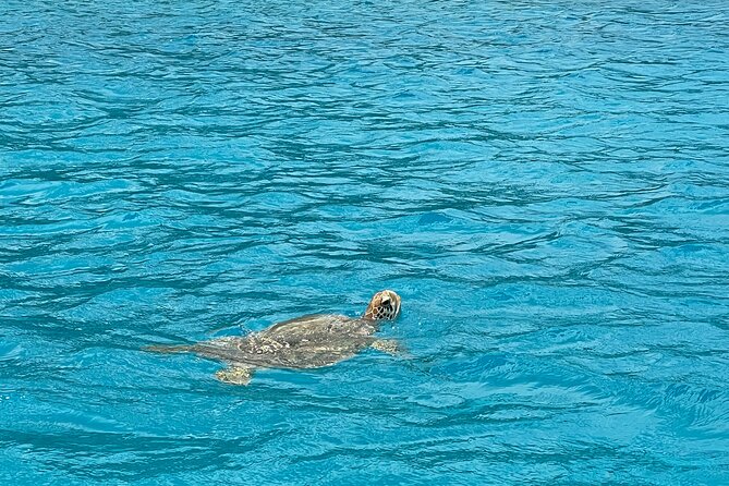Lagoon Exploration and Snorkeling in Moorea - Snorkeling among rays and black tip reef sharks