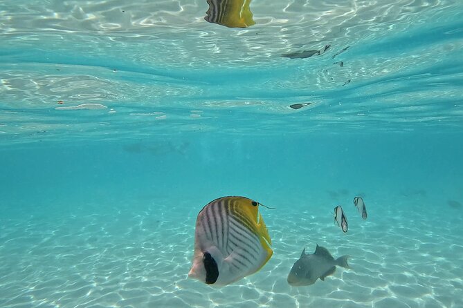 Lagoon Exploration and Snorkeling in Moorea - Finding sea turtles and colorful reef fish