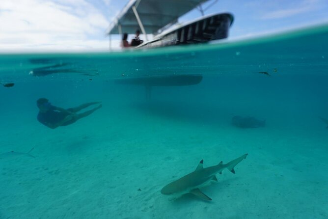 Lagoon Exploration and Snorkeling in Moorea - Looking for spinner dolphins near the reef