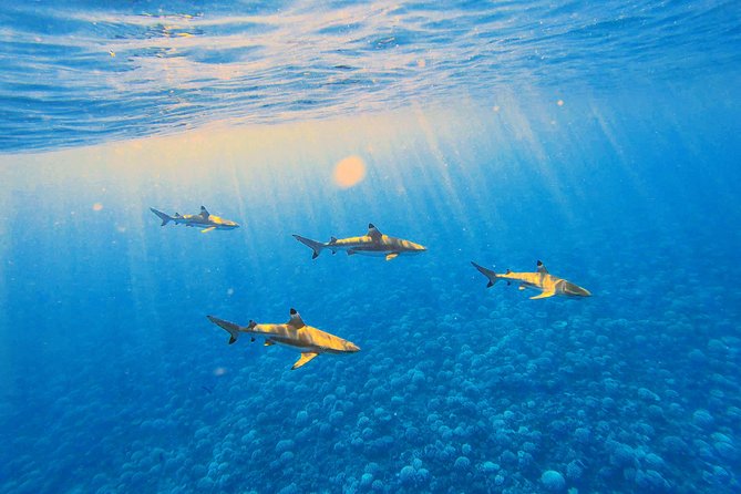 Lagoon Tour - Discover the magnificent lagoon of Moorea - A small boat makes Moorea’s lagoon easier to enjoy