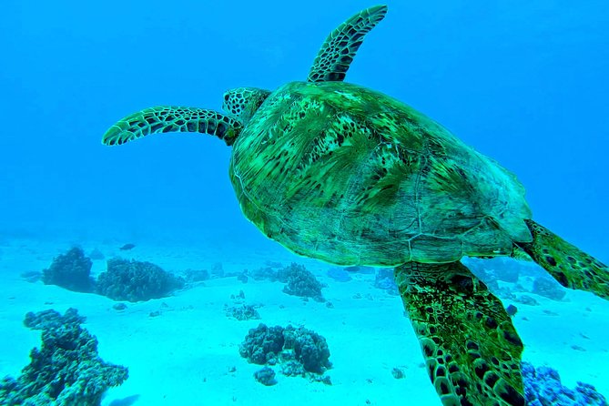 Lagoon Tour - Discover the magnificent lagoon of Moorea - Turtles and eagle rays appear in a moving channel
