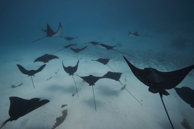Lagoon Tour - Discover the magnificent lagoon of Moorea - Coral gardens add fish, color, and a quieter pace