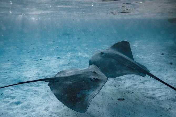 Lagoon Tour - Discover the magnificent lagoon of Moorea - What the $143.98 price really buys you