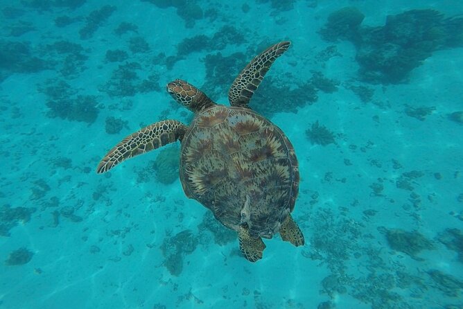 Lagoon Tour in Moorea in Small Group with Lunch - Outer reef swimming with blacktip sharks
