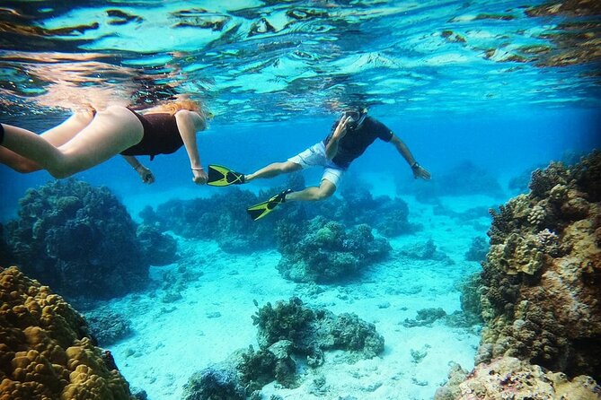 Lagoon Tour in Moorea in Small Group with Lunch - Sea turtles and possible leopard rays