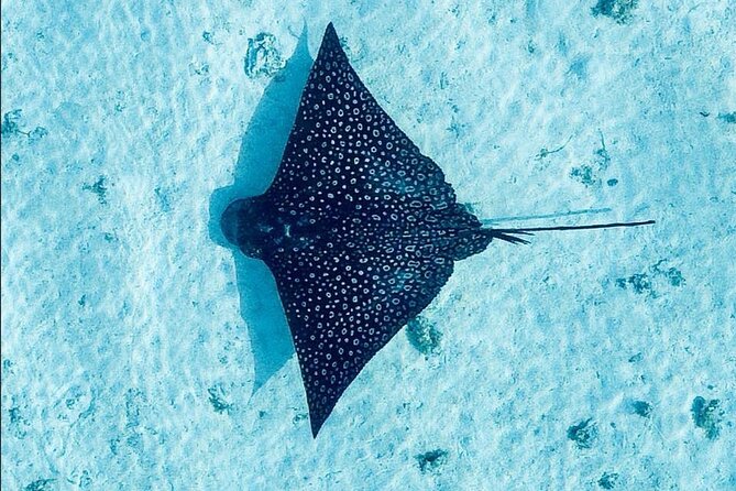 Lagoon Tour + lunch with your feet in the water on a Motu - Key reasons to consider this Moorea lagoon tour