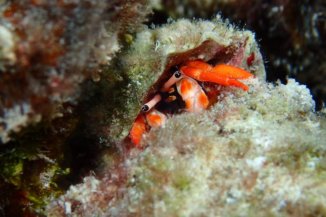 Luxury Full Day Snorkeling - The one-hour motu lunch stop