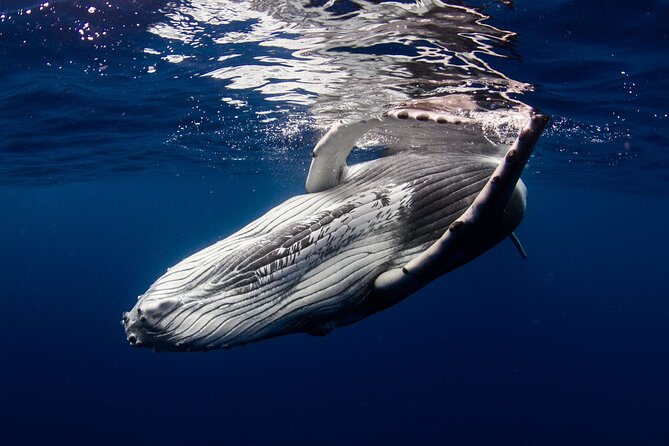 Majestic Encounter Respectful Whale Watching - Key points to know before booking