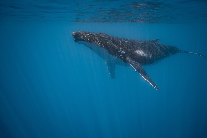 Majestic Encounter Respectful Whale Watching - A Tahiti morning built around whales