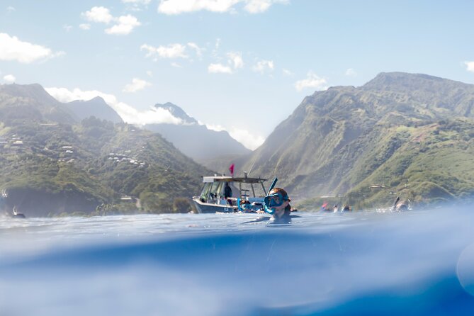 Majestic Encounter Respectful Whale Watching - The possible swim, and why it is not guaranteed