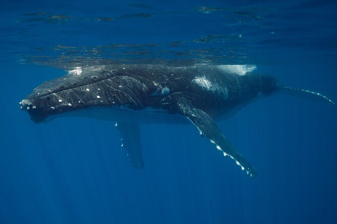 Majestic Encounter Respectful Whale Watching - Equipment that makes the morning easier