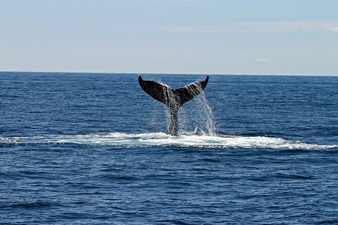 Majestic Encounter Respectful Whale Watching - A small group with a serious purpose