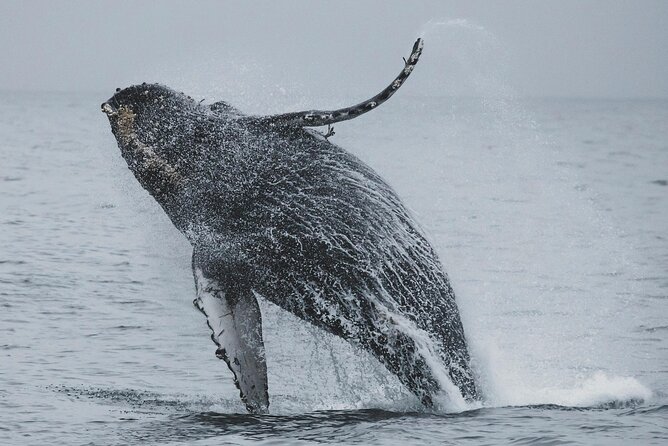 Majestic Encounter Respectful Whale Watching - Is $168.54 a fair price?