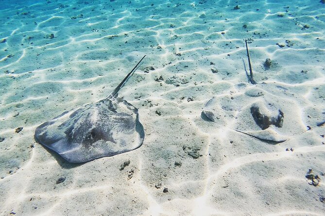 Mo'orea Half Day Private Tour with Snorkeling and Cruising the Lagoon - What the four-hour Moorea tour is really about