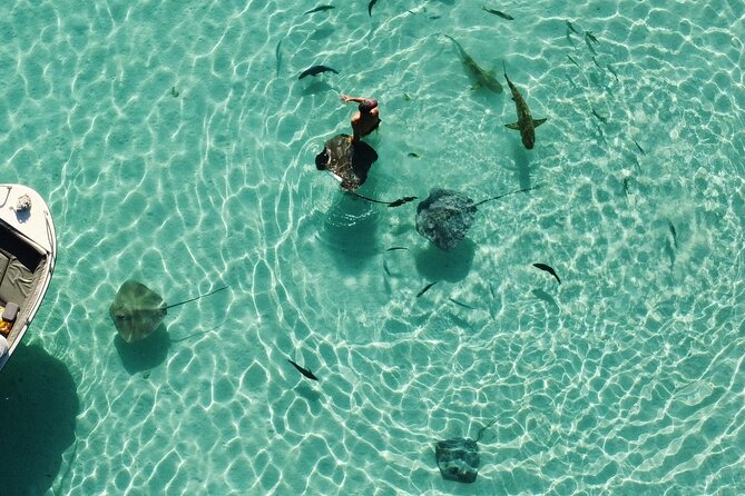 Mo'orea Half Day Private Tour with Snorkeling and Cruising the Lagoon - The famous sharks and rays area