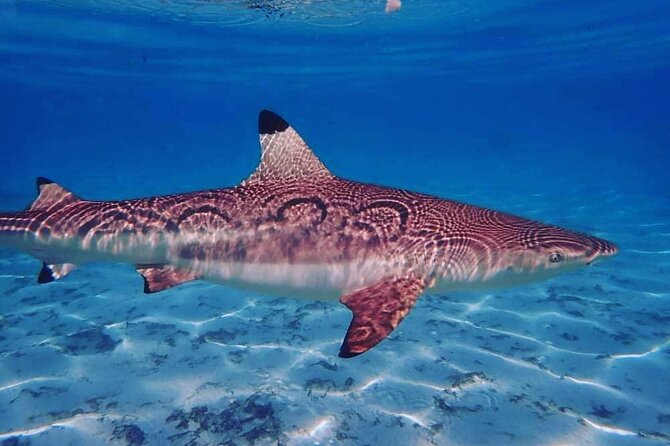 Mo'orea Half Day Private Tour with Snorkeling and Cruising the Lagoon - What the guide adds to the experience