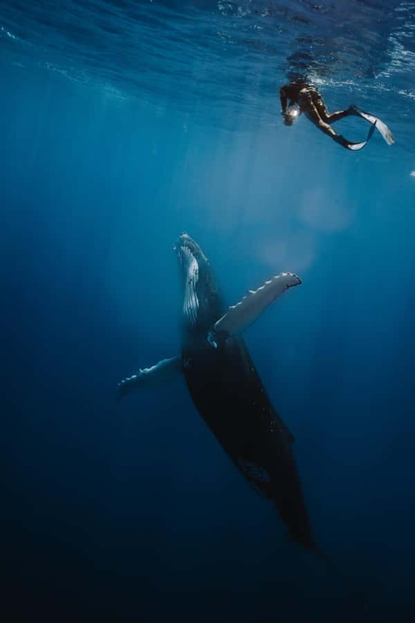 Moorea 4H Shared Boat Tour Whale Swimming and Snorkeling - Key points to know before booking