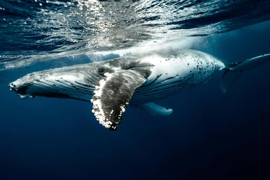 Moorea 4H Shared Boat Tour Whale Swimming and Snorkeling - Should you book the Moorea whale tour?