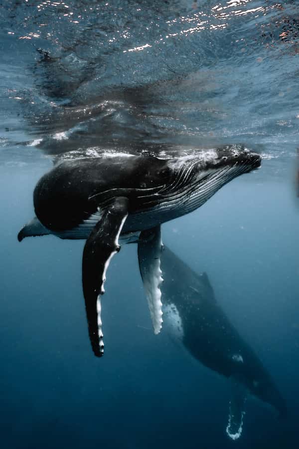 Moorea 4H Shared Boat Tour Whale Swimming and Snorkeling - Whale swimming from August through November