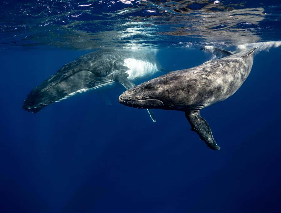 Moorea 4H Shared Boat Tour Whale Swimming and Snorkeling - Lagoon swims with rays, sharks, and turtles