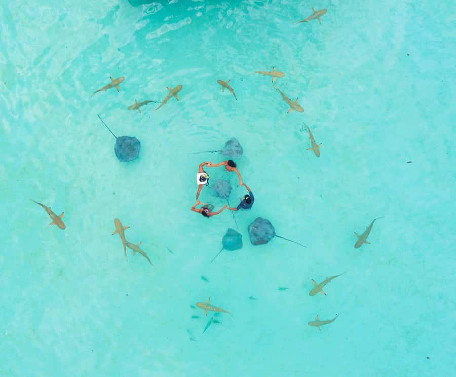 Moorea 4H Shared Boat Tour Whale Swimming and Snorkeling - Fruit and drinks keep the outing comfortable