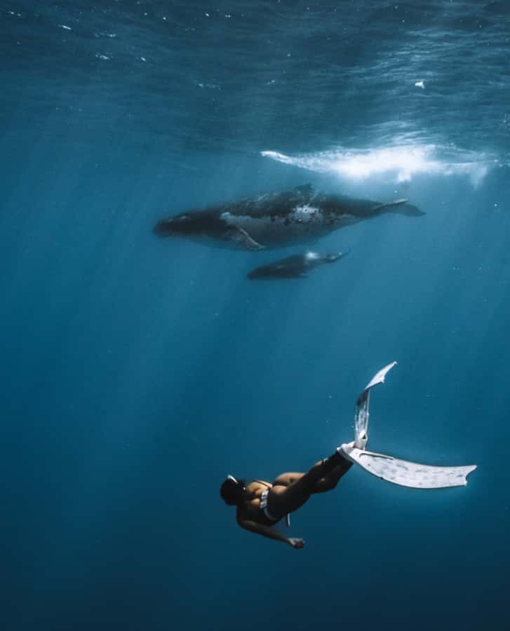 Moorea 4H Shared Boat Tour Whale Swimming and Snorkeling - How the four-hour itinerary fits together