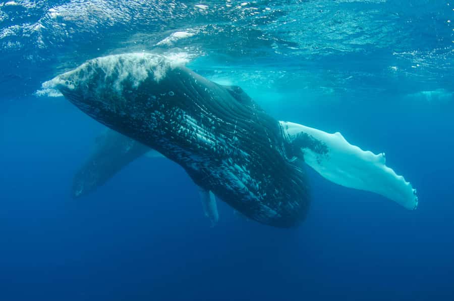 Moorea 4H Shared Boat Tour Whale Swimming and Snorkeling - Who will enjoy this tour most?