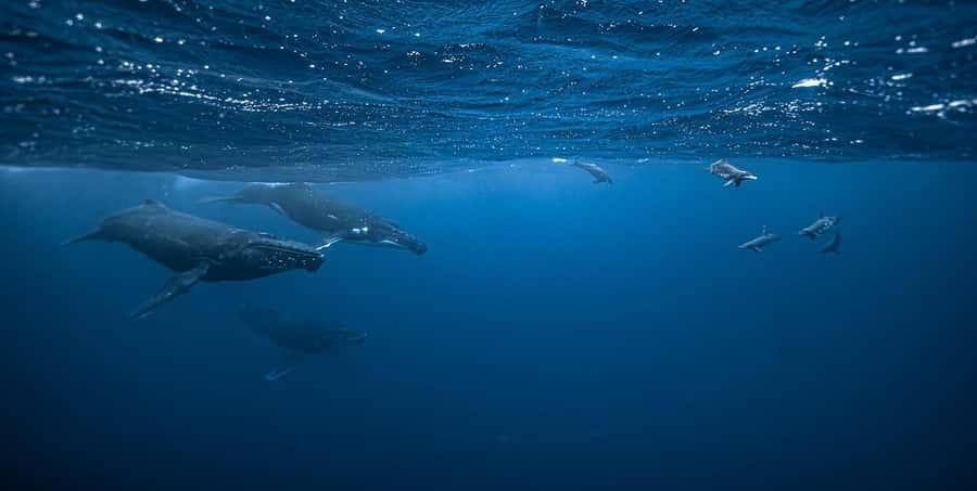 Moorea 4H Shared Boat Tour Whale Swimming and Snorkeling - The safety briefing comes before the excitement
