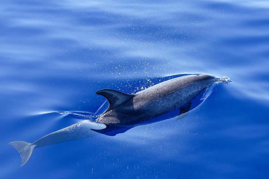 MOOREA 6H Private boat tour whales watching and Lunch - Why a private Moorea boat trip changes the day