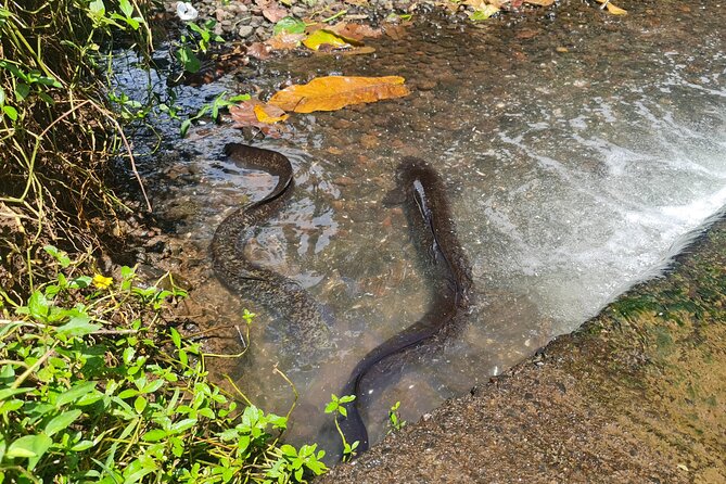 Moorea Aito 4WD Safari Tour - Half day - What the guide can add to your morning