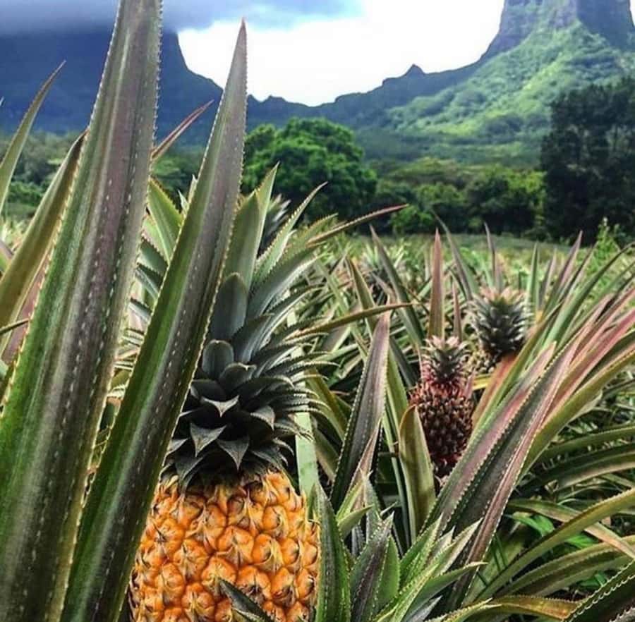 Moorea Cruise Ships 4x4, Belvedere Magic mount PRIVATE Tours - Starting at the port and finding the right vehicle
