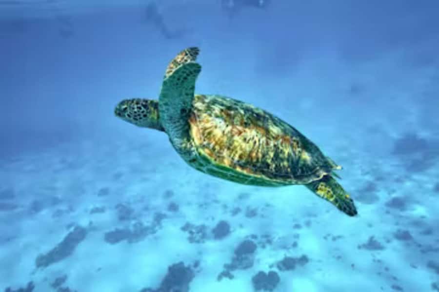 Moorea: Glass Bottom Boat Adventure with Lagoon Wonders - Key points to know before you book