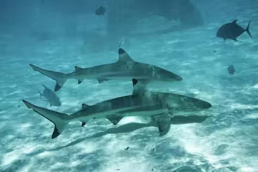 Moorea: Glass Bottom Boat Adventure with Lagoon Wonders - Finding Captain Taina in Moorea