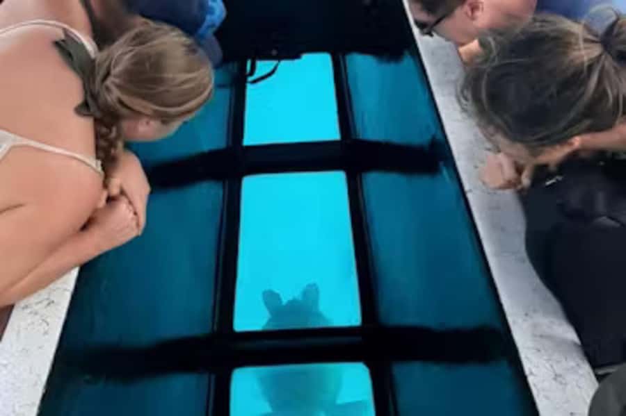 Moorea: Glass Bottom Boat Adventure with Lagoon Wonders - The turtle sanctuary is the first big moment