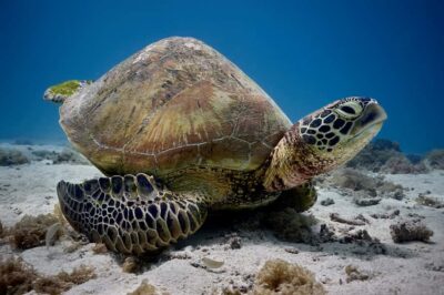 Hauru Lagoon 3-hour Guided Kayak Tour with Snack