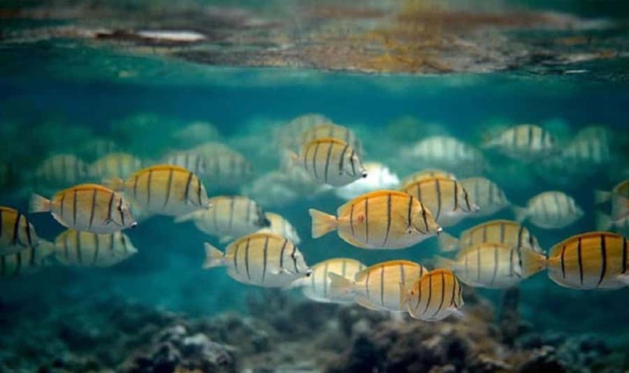 Moorea: Hauru Lagoon 3-hour Guided Kayak Tour with Snack - What the $94 price gets you