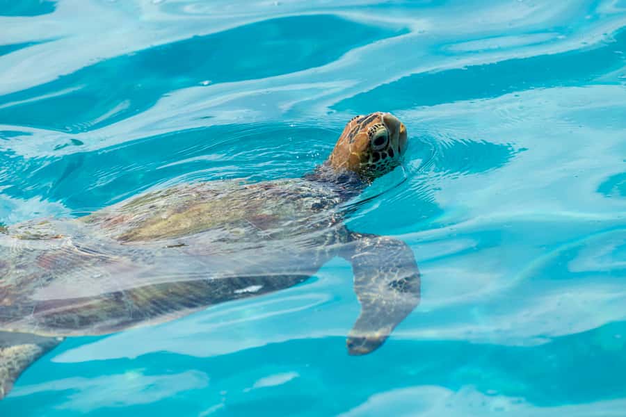 Moorea Highligts: Blue Lagoon Shore Attractions and Lookouts - Five details that shape the experience