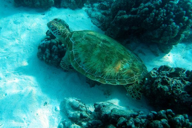 Moorea Lagoon Tour by Transparent Kayak - Why this two-hour Moorea outing works