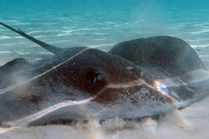 Moorea Lagoon Tour by Transparent Kayak - Is $51.17 good value?