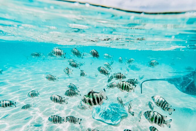 Moorea: Private 4-Hour High-End Boat Excursion - The ray and black-tip shark sandbank