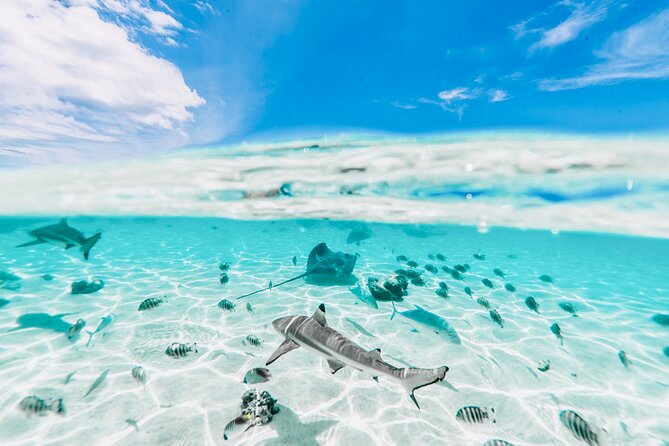 Moorea: Private 4-Hour High-End Boat Excursion - Searching for green turtles and eagle rays