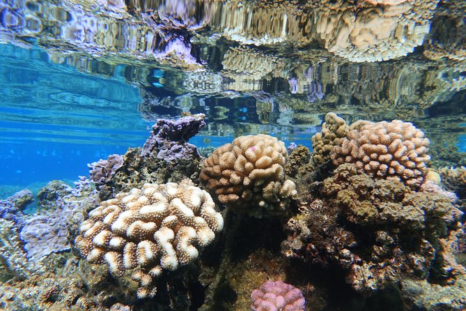 Moorea Private Boat Tour / Sea Scooter Snorkeling Tour - A private boat outing, not a mass-market cruise