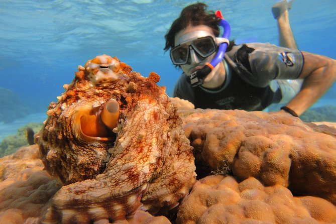 Moorea Private Boat Tour / Sea Scooter Snorkeling Tour - What to bring and what is supplied