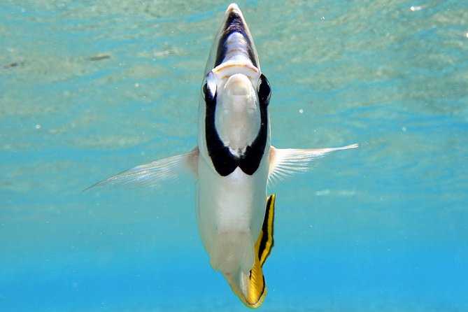 Moorea Private Boat Tour / Sea Scooter Snorkeling Tour - Cost, duration, and who gets the best value
