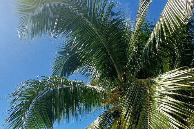 Moorea Private Full Day Tour - Cook’s Bay and Maharepa bring different sides of the island