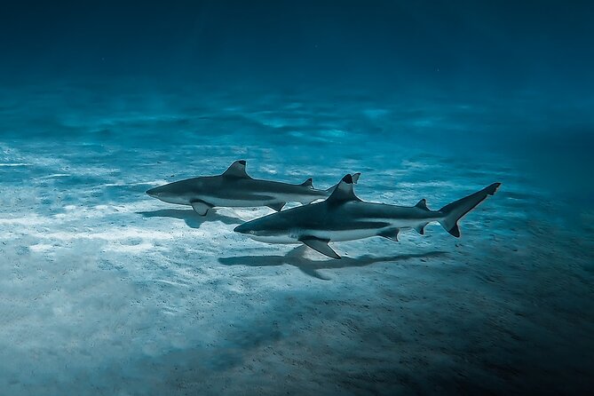 Moorea: Private Snorkeling Tour with Certify Guide - The local food and drinks are part of the value